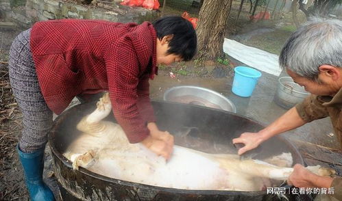 “早不買豬肉，晚不買豆腐” 農(nóng)村生活智慧的結(jié)晶