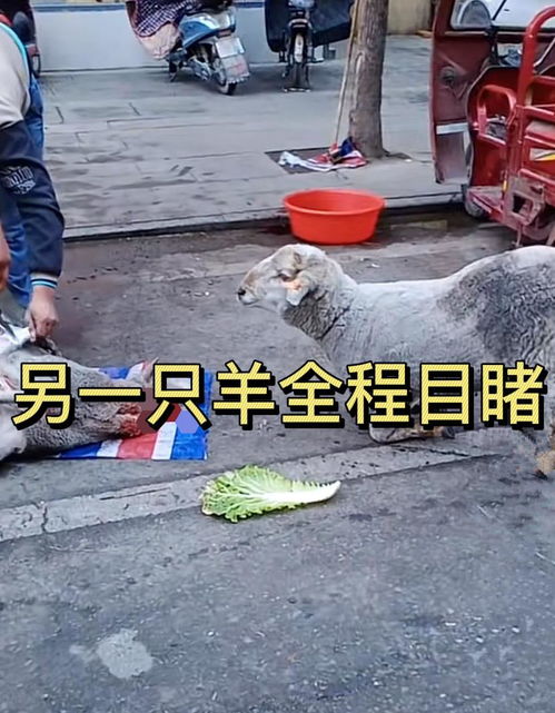 最后的吻別 湖北男子殺羊，另一只羊全程目睹含淚下跪的牲畜屠宰
