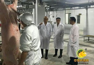 冷水江實(shí)行生豬機(jī)械化屠宰，讓老百姓吃上放心肉