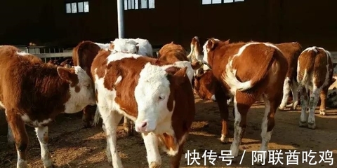 二十世紀(jì)五十年代西德食品進(jìn)出口情況與牲畜屠宰表現(xiàn)分析